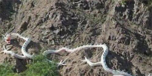 真龙的图片,探寻东方神话中的神秘生物